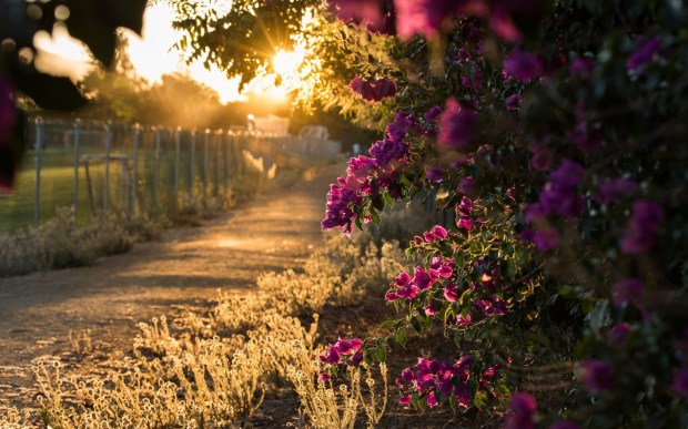 Bougainvillea-flowers-blooms-sun-rays-morning_1920x1200